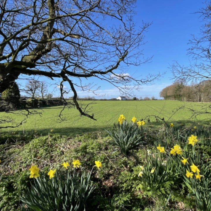 Daffodils and fields