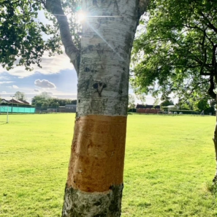 Botnical Vandalism Tree 3 (2)