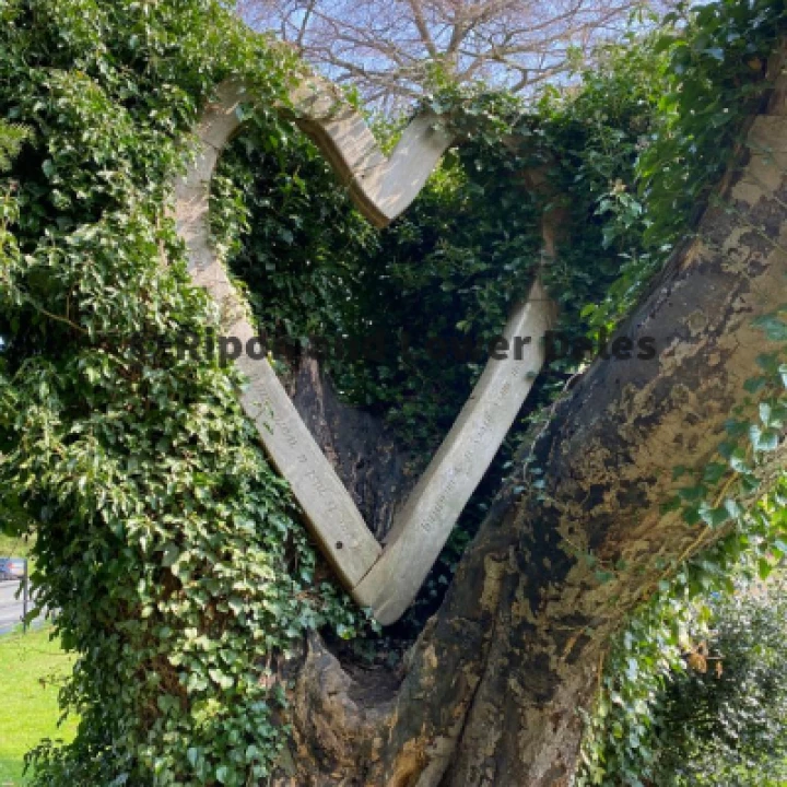 Heart in a tree