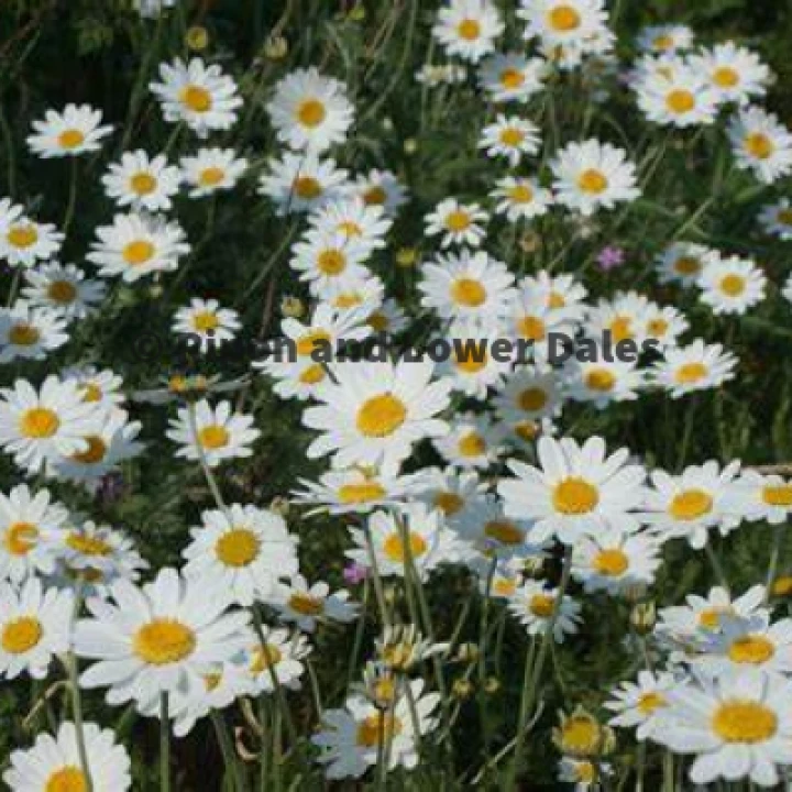 Daisies