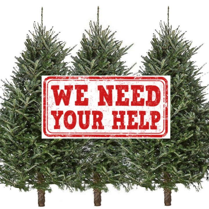 Undressed Christmas Trees Need