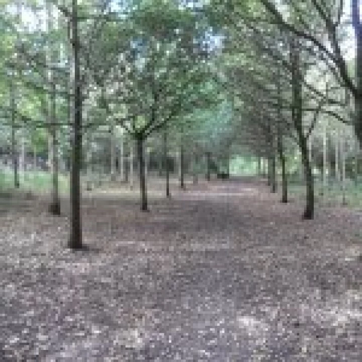 Trees Original