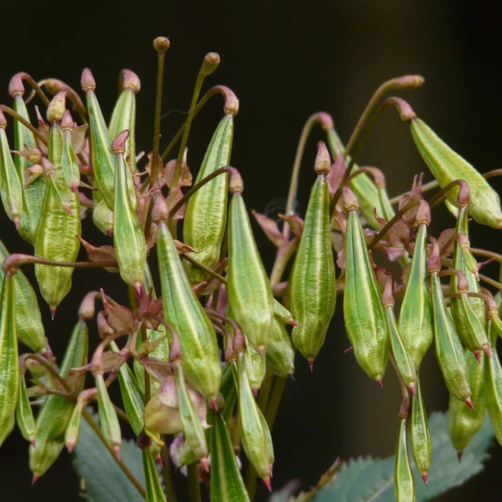 Himalayan balsam, seeds, capsule fruits