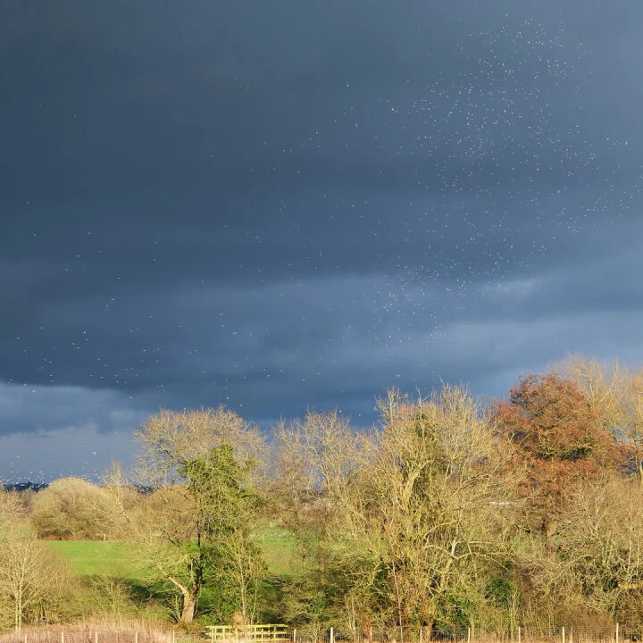 ~The Birds_f2890-B