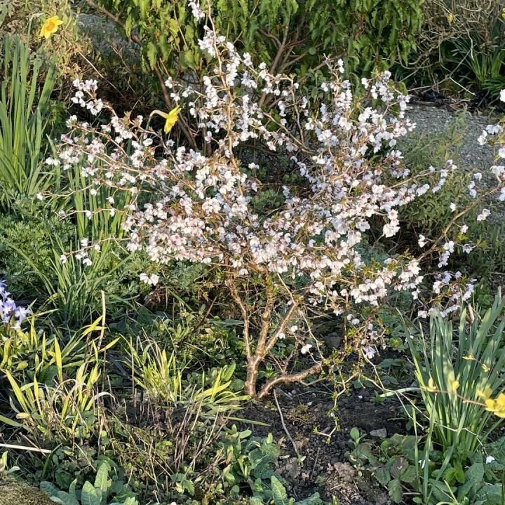 Mzz B's Garden April 25