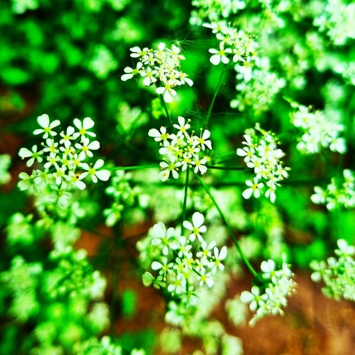 Cowparsley