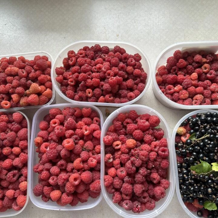 Raspberries