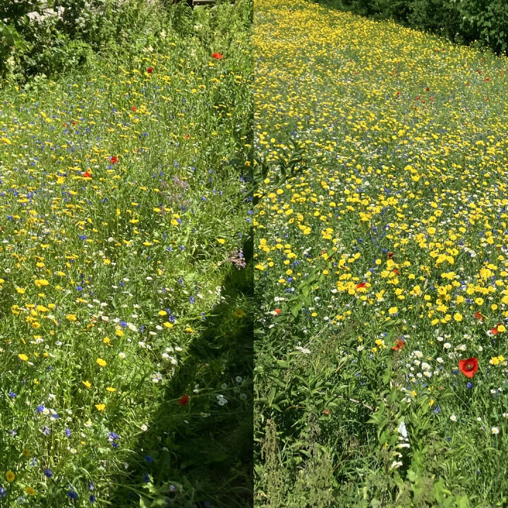 Wildflowers near Farndon