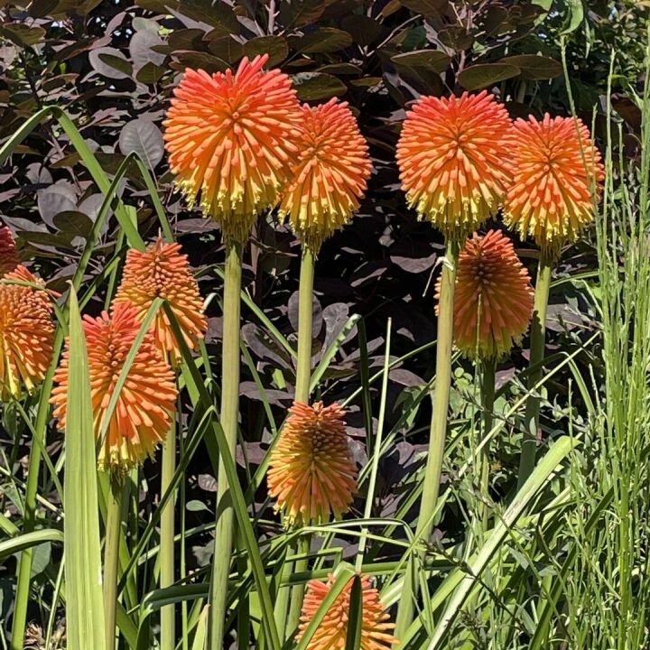 August25 garden