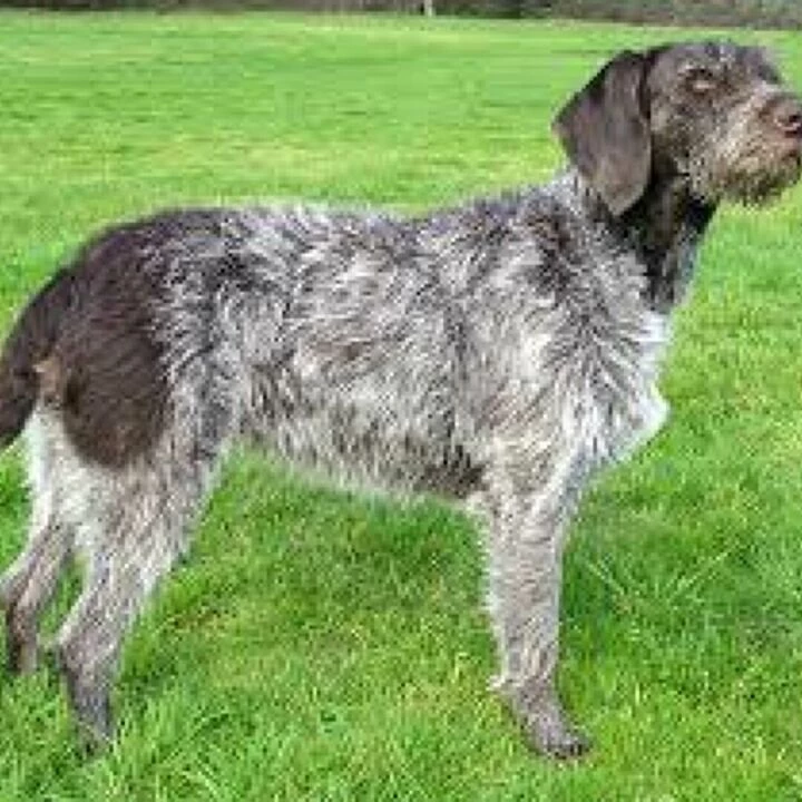 GWP dog