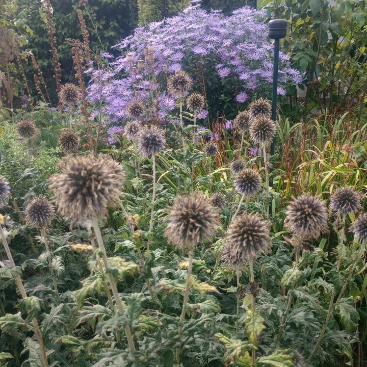 seed heads and flowers