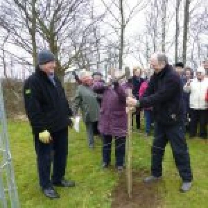 stake for tree