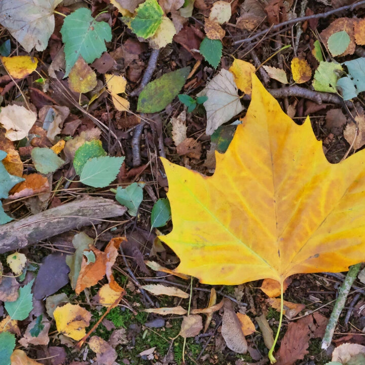 RR Woodland Carpet_f6875