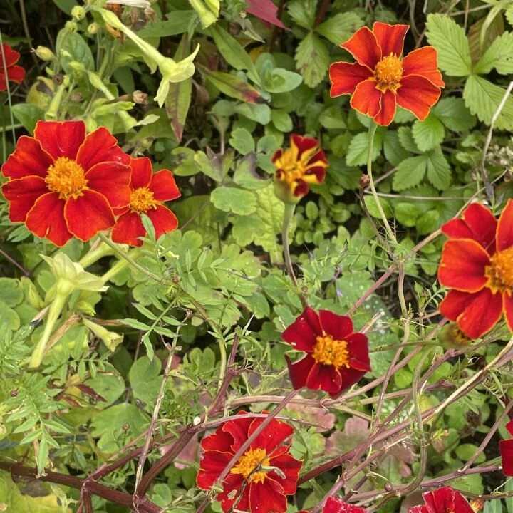 Autumn garden