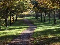 Woodland walk (autumn)