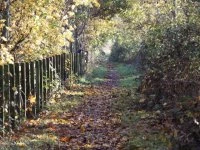 Woodland walk (autumn 2)