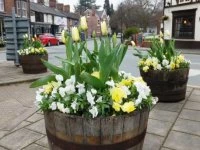 Audlem Tulips in Spring 2