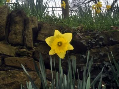 Daffodil Spring 2018