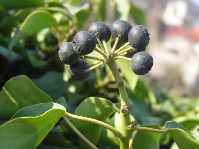 TWT English Ivy Berries
