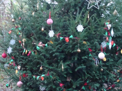 TCW Yew Jim As Woodland Christmas Tree 2018