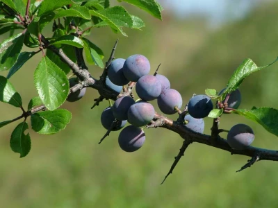 Sloes And Needles (2)