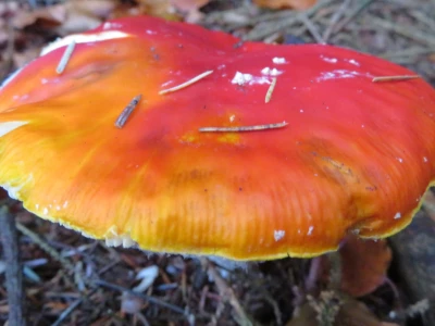 red_fungi