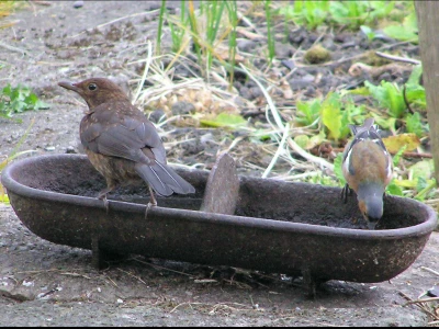 Female Black bird and Male Chaffinch