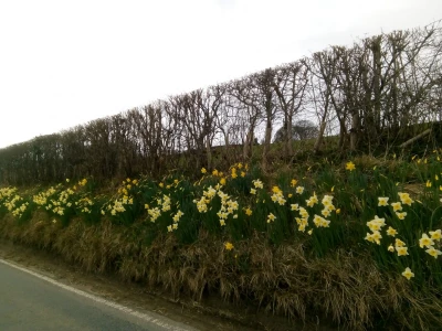 Daffodils at Thorner
