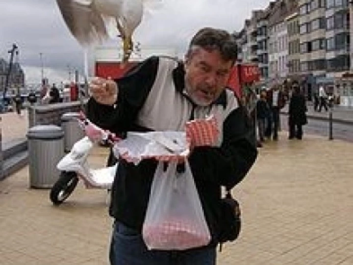 seagull
