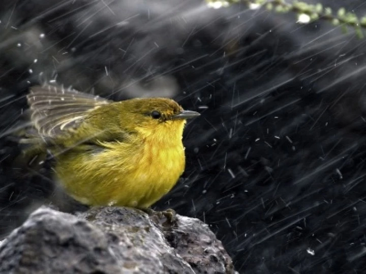 rain