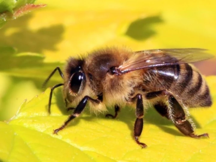 bee