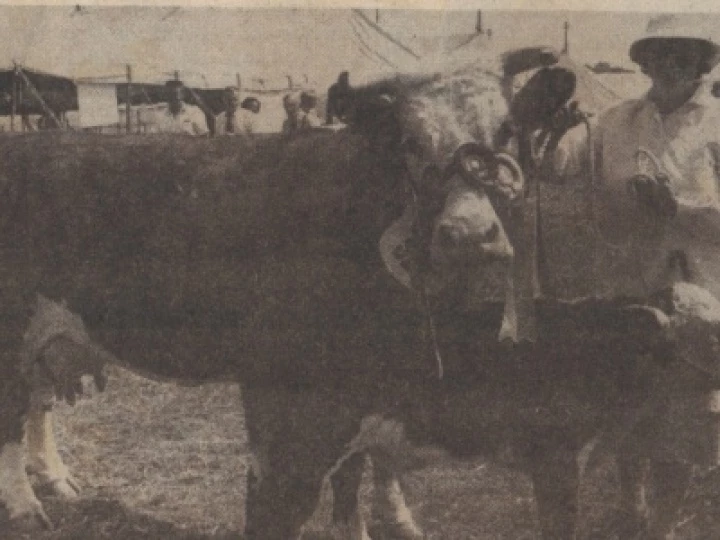 Cheshire Show