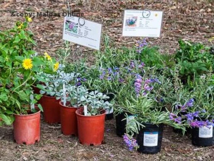 plant sale