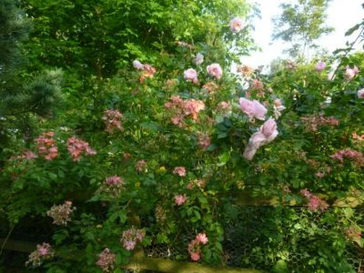 Flower Club June 2017 P1030286