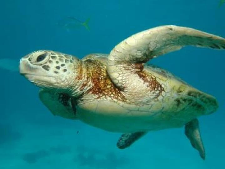 Turtle