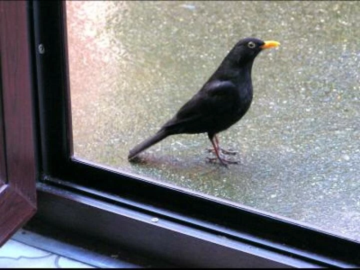 jan04 bird1