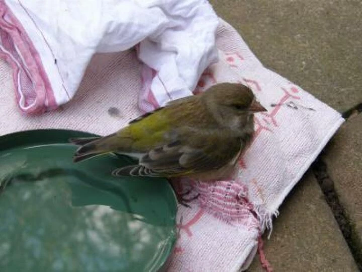 Greenfinch