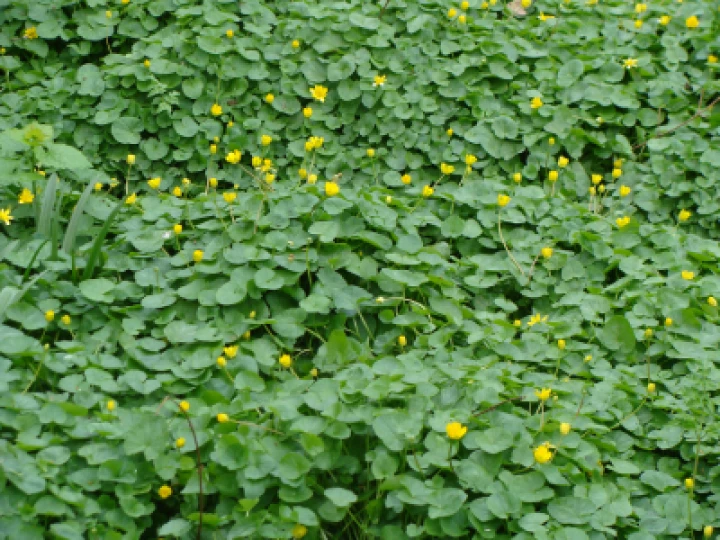 Drift Of Celandines (4)