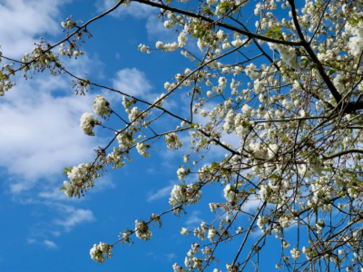 Blossom