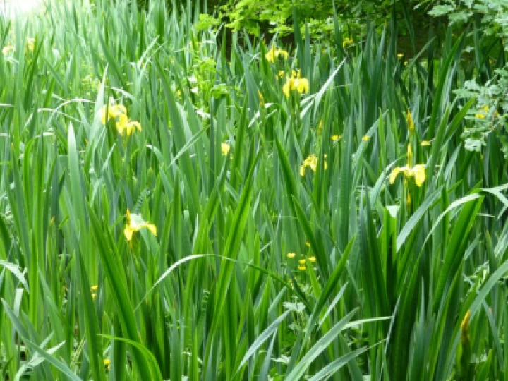 Flag Iris