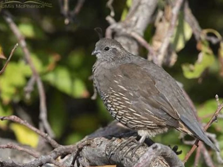 quail