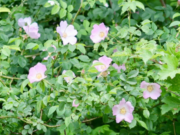 Flowers 1