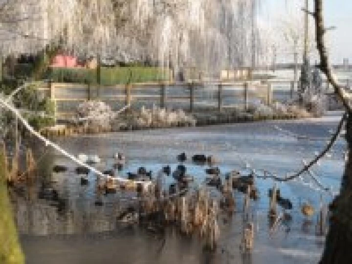 Ducks at Hankelow Green – December 2010