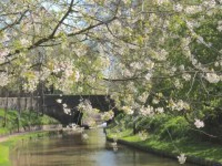 Bridge 78 Blossom