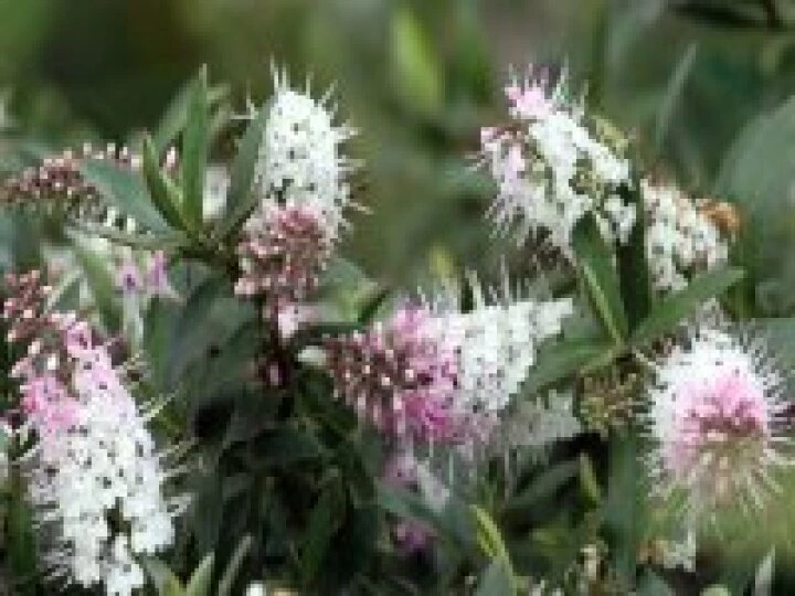 Village Flowers