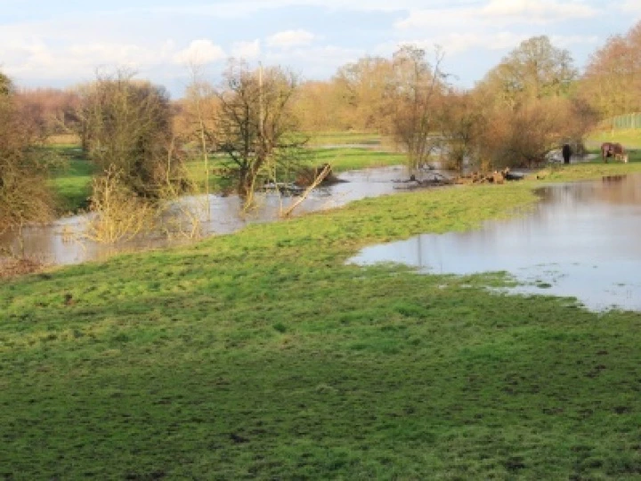 Weaver in Flood