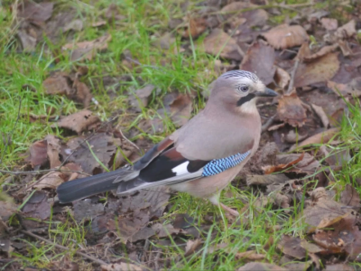 Jay
