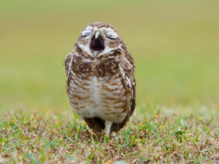Little Owl