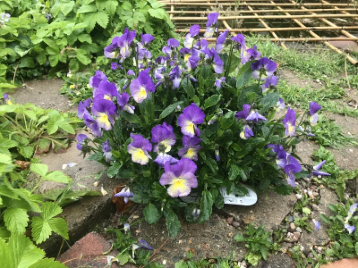 violets