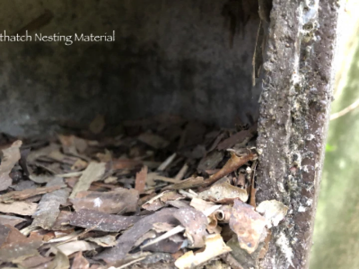 Nuthatch Nesting Material   Laura Denny